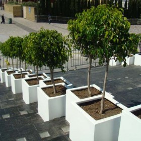 cubica5